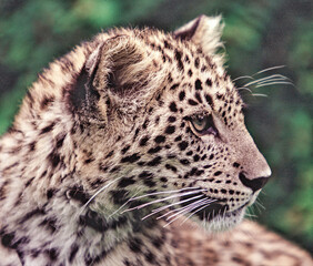 Portrait of a young male Persian Leopard