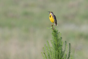 An Eastern meadowlark sings out in the early morning in a farmer's field along 7-mile road in...