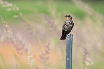 A female red-winged blackbird perched atop a fencepost with an impressionistic-looking backdrop at Lynde Shores Conservation Area in Whitby, Ontario.