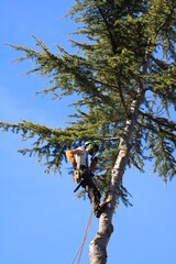 Fototapeta premium Élagueur suspendu à des cordes, élagage d'un arbre à l'aide d'une tronçonneuse pour couper les branches. L'homme adulte porte un équipement de sécurité complet. 