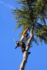 Élagueur suspendu à des cordes, élagage d'un arbre à l'aide d'une tronçonneuse pour couper les branches. L'homme adulte porte un équipement de sécurité complet. 