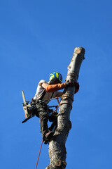 Élagueur suspendu à des cordes, élagage d'un arbre à l'aide d'une tronçonneuse, sylviculture