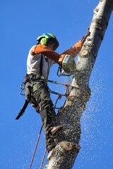 Élagueur suspendu à des cordes, élagage d'un arbre à l'aide d'une tronçonneuse pour couper les...