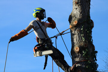Élagueur suspendu à des cordes, élagage d'un arbre à l'aide d'une tronçonneuse pour couper les branches. L'homme adulte porte un équipement de sécurité complet.  - obrazy, fototapety, plakaty