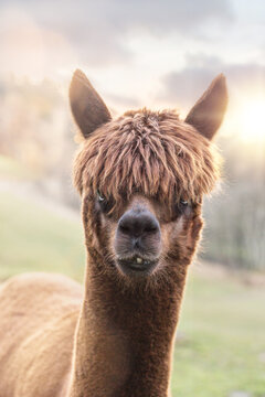 Portrait of an alpaca outdoors