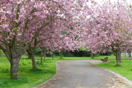 Cherry Blossom on Trees in Spring in a Beautiful Park Garden with a Winding Path and Grass Lawn