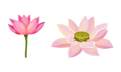 Water Lily Flower as Tropical Aquatic Herb Vector Set