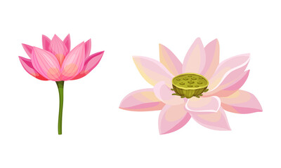 Fototapeta premium Water Lily Flower as Tropical Aquatic Herb Vector Set