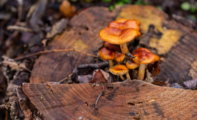 Enoki (Flammulina velutipes), also known as velvet shank, is a species of edible mushroom in the family Physalacriaceae.