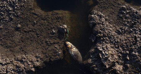 Environmental disaster. Dead fish in the water. The shoreline of the lake.