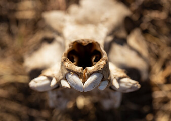 The skull of a young, wild boar. Animal bones.