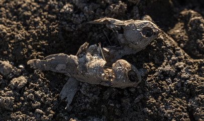 The decay of the corpse of a fish at the bottom of a dried lake. Environmental cataclysm. Death of animals.