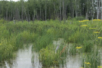 Obraz premium reeds in the lake