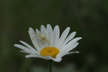 Obraz premium white daisy flower