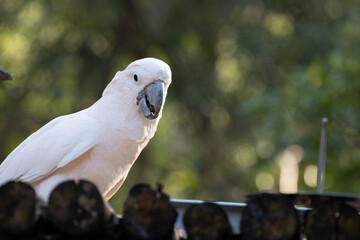Close up Cute white Cockatoo bird 