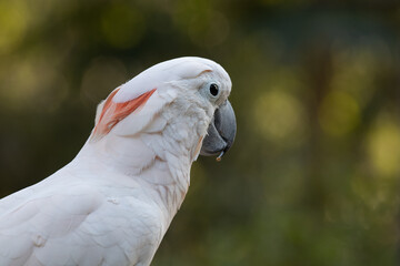 Close up Cute white Cockatoo bird 