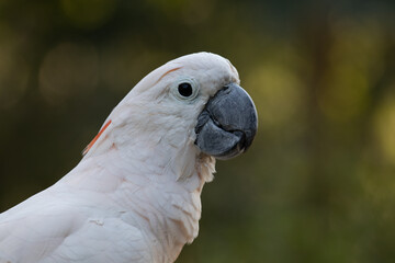 Close up Cute white Cockatoo bird 
