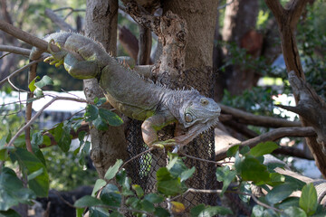 
Close up Green Iguana on the Tree