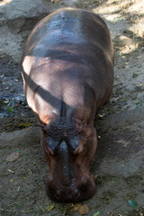 Close up Hippopotamus on the yard