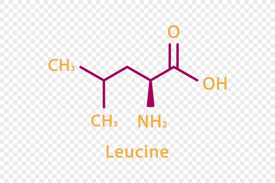Leucine chemical formula. Leucine structural chemical formula isolated on transparent background.