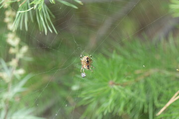 spider on the web