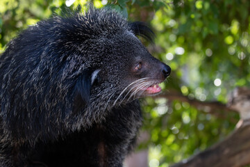 Close up Cute bear , Binturong, on the tree