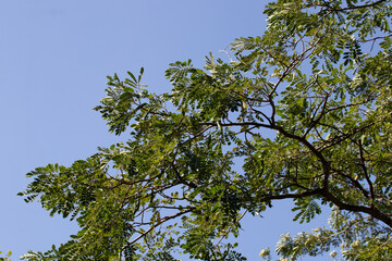 Green leaves on  Tree's branches with the background of Blue Sky