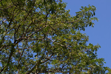 Green leaves on  Tree's branches with the background of Blue Sky