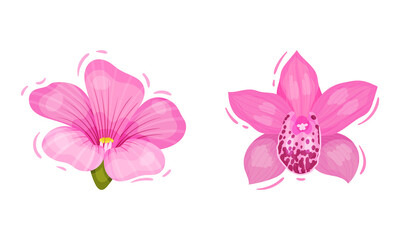 Fototapeta na wymiar Bright Pink Tropical Flower with Cypripedium or Orchid Vector Set