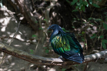 Close up Nicobar Pigeon, Nicobar Dove