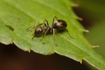 Ant Formica fusca on a leaf