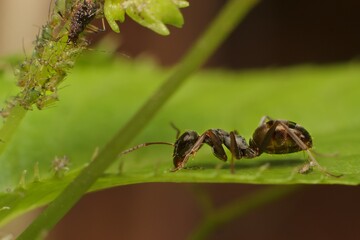 Ant Formica fusca on a leaf