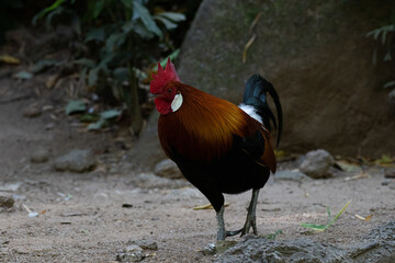 Close up beautiful red junglefowl (Gallus gallus)