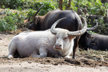 water buffalo in the zoo