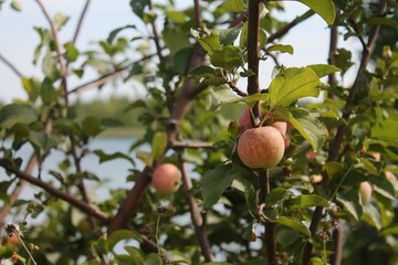 apple on tree