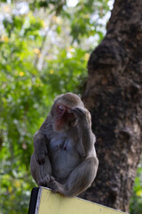portrait of a baboon