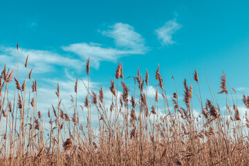 Pampa grass soft plants outdoor light blue sky and clouds