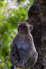 Monkey  sitting on a tree