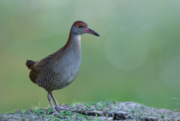 slaty-breasted rail (Lewinia striata) grey chest with red head and beaks fully standing over dirt pole in rice farm