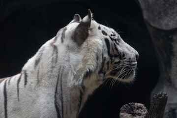 Close up Side profile of White Tiger