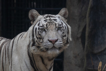 Close up Side profile of White Tiger