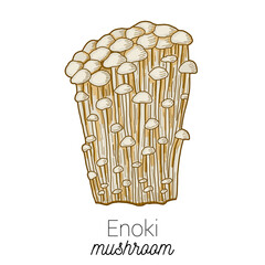 Enoki Medical Mushroom Colorful Vector Illustration