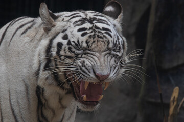 Close up Funny white tiger , portrait of a funny tiger, sleepy tiger is yawning