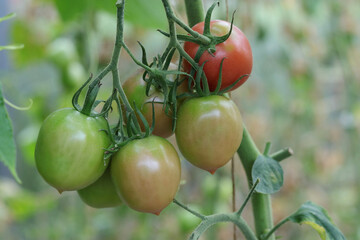 Ripe tomato plant growing in greenhouse. Red tomatoes. Branch of fresh tomatoes on the branches in organic farm. Harvest Concept. Fresh organic vegetables. Healthy eating. Summer autumn vegetables