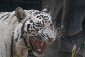 Close up Funny white tiger , portrait of a funny tiger, sleepy tiger is yawning