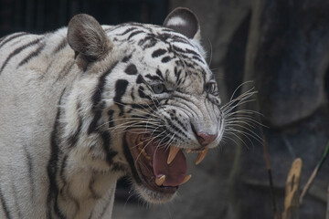Close up Funny white tiger , portrait of a funny tiger, sleepy tiger is yawning