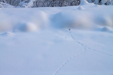 Mouse burrow in winter in the snow and mouse tracks in the snow