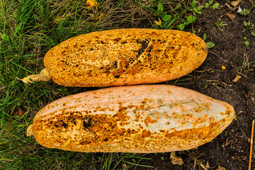 Pumpkin eaten by pests. Natural farming. Traces of pests on the pumpkin. Spoiled vegetables.