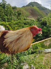chicken in the farm