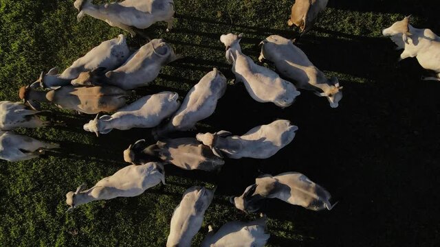 vista a&eacute;rea con dron de un grupo de ganado 